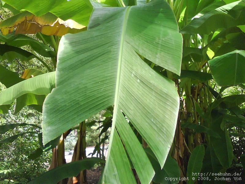 [Banana tree]