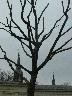 [sparse tree]