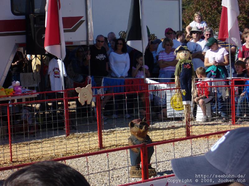 [pig racing audience]