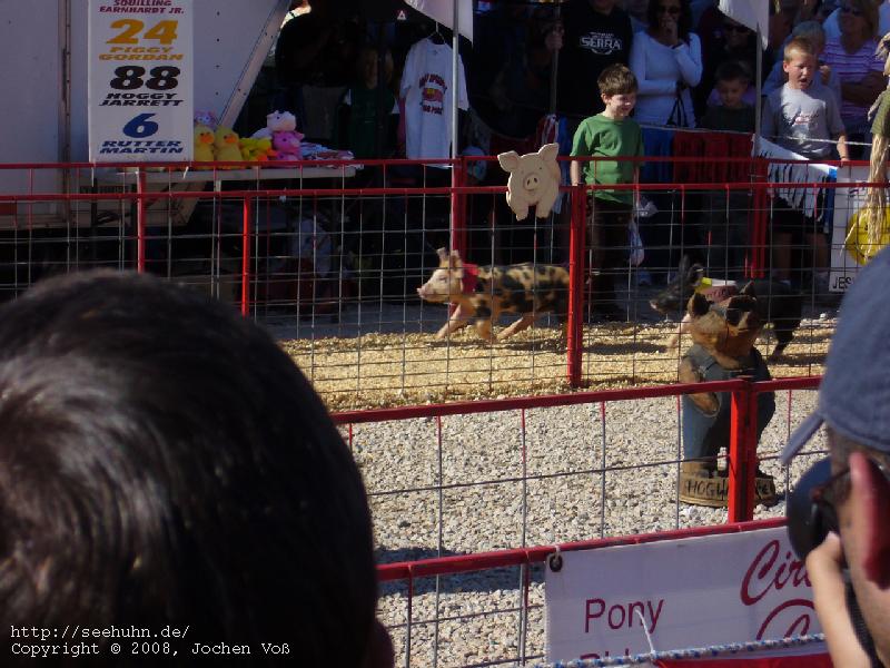 [pig racing]